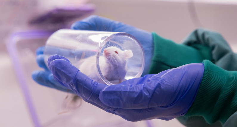 Norwegia mówi "dość" testom na zwierzętach. Powstaje centrum, które ma zmienić cały system badań