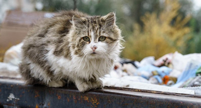 Sezon wyrzucania zwierząt domowych w Norwegii trwa. Na ulicy lądują głównie koty i króliki