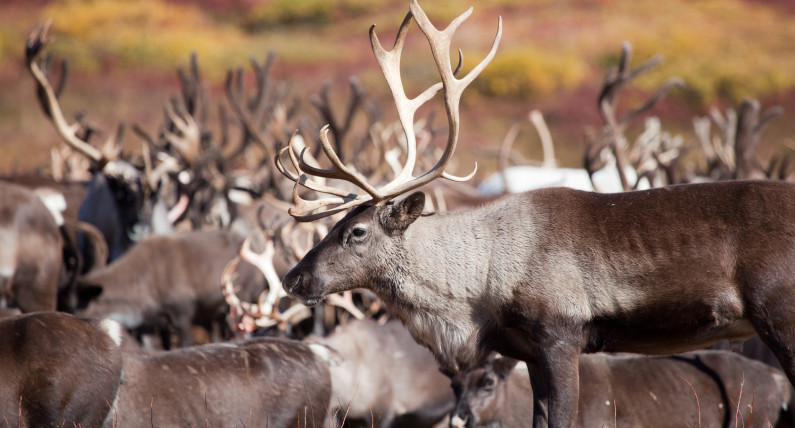 Norwegia testuje "cyfrowego pasterza". To przyszłość hodowli reniferów