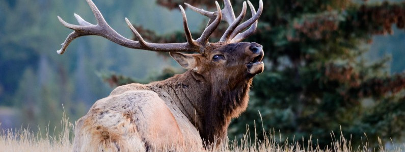 Znaki drogowe nie zapobiegają wypadkom z udziałem zwierząt