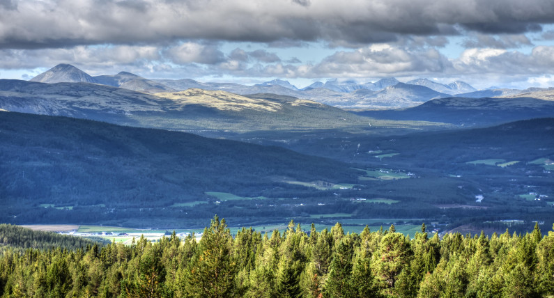 Polują na nie od lat, a one wciąż tu są. Co zatrzymuje je w Norwegii?