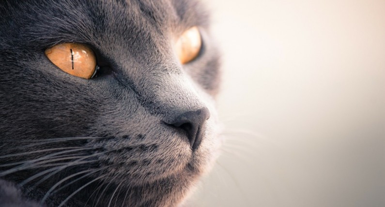 Koty mogą zarazić się koronawirusem? Nowe badania