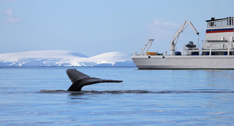 Coraz ciaśniej wokół wielorybów. Norwegia chce ukrócić niekontrolowaną turystykę