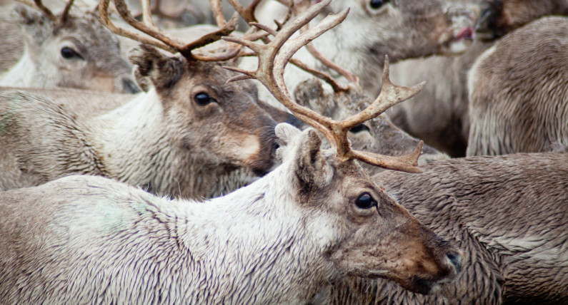 Norwegia nakaże ubój tysięcy reniferów. Hodowcy mówią o zagrożonej przyszłości