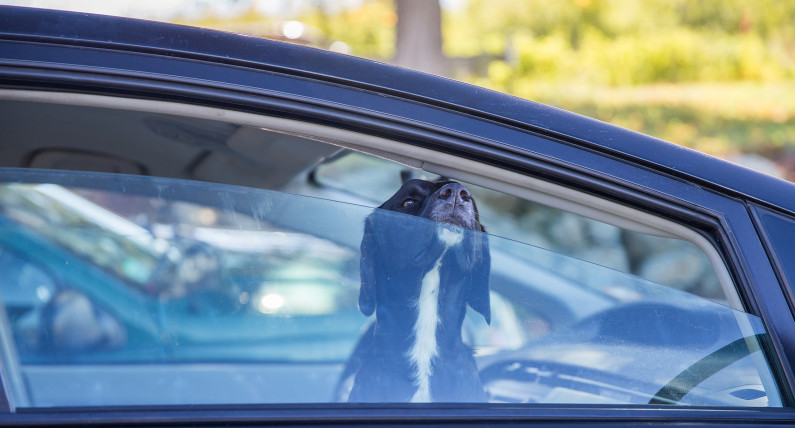Pies w samochodzie a upał: kiedy w aucie można rozbić szybę?