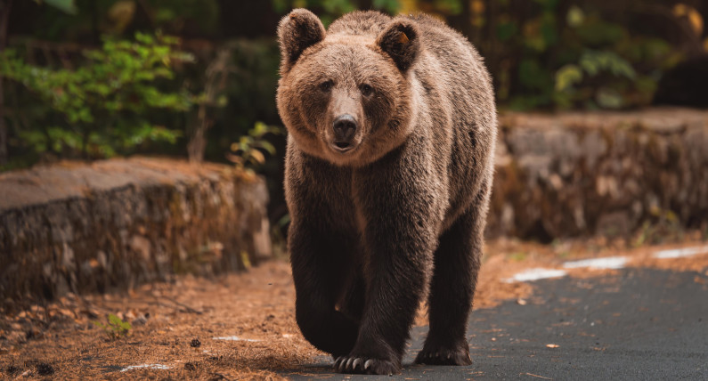 Co dalej z niedźwiedziami w Norwegii? Służby pokazują niepokojące dane