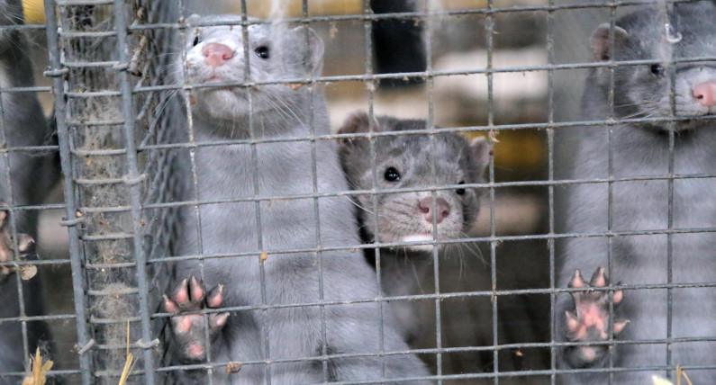Norweska branża futrzarska przestała istnieć. Hodowcy pozywają państwo