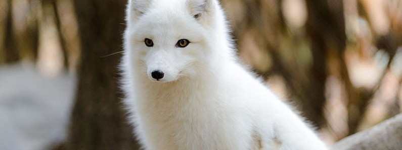 Coroczne szczepienia przeciw wściekliźnie na Svalbardzie