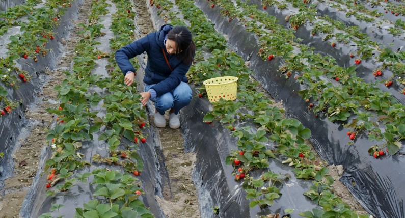 Kraj fiordów wpuści więcej imigrantów zarobkowych. Zmiany od 1 lipca