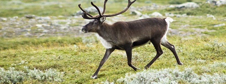 Tydzień z życia reniferów