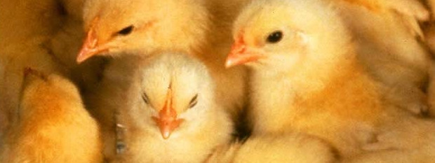 Groźna bakteria w mięsie kurczaków