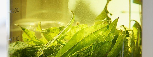 Ziółka, pij ziółka