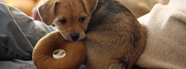 Norwegia będzie testować projekt policji dla zwierząt