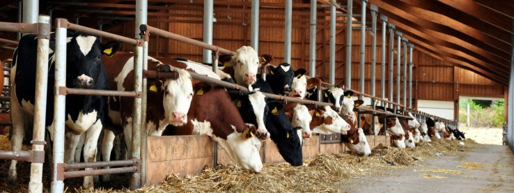 Choroba wściekłych krów – po raz pierwszy w Norwegii