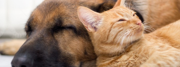 Pokochaj zwierzaka ze schroniska