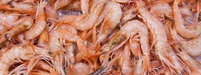 WWF-Norge odradza jedzenie krewetek