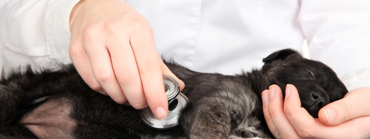 Celnicy ostrzegają – zwierzęta bez ważnych książeczek szczepień będą na granicy usypiane