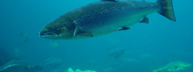 Dochodzenie w sprawie łososiowego giganta z Norwegii