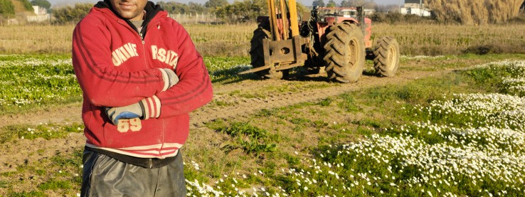 Uchodźcy będą pracowali w polu