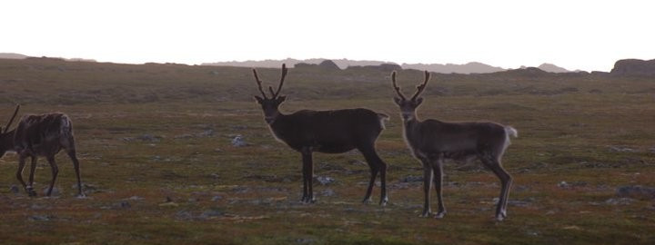 Norweskie renifery uwielbiają zmienny klimat