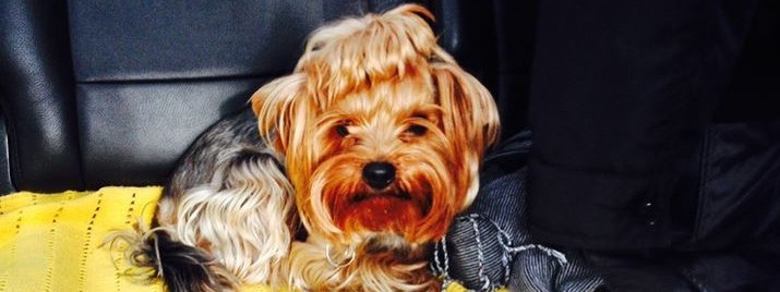 Uwaga na złodziei psów w Vestfold