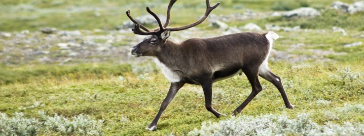 Norweskie renifery będą nosiły odblaski