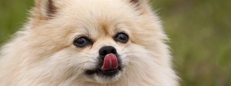 Nie dawajcie zwierzętom świątecznego jedzenia