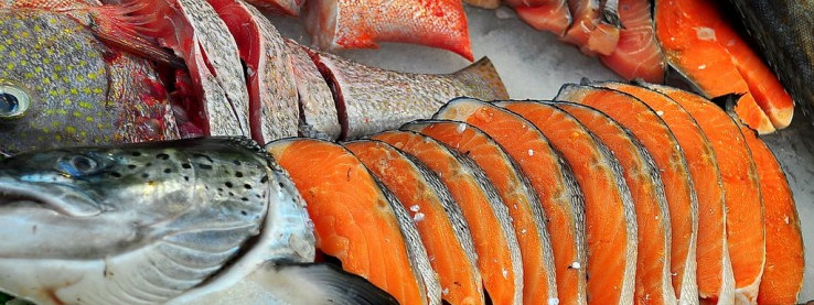 Łososie hodowlane bez toksyn