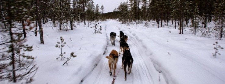 Finnmarksløpet wyruszył!