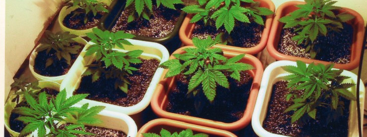 Policyjna plantacja marihuany