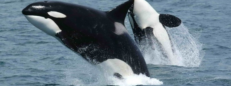 Laponia – najpiękniejsze miejsce na ziemi zdaniem Lonely Planet