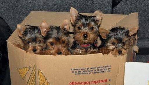 Szczeniaczki z przemytu uśpione