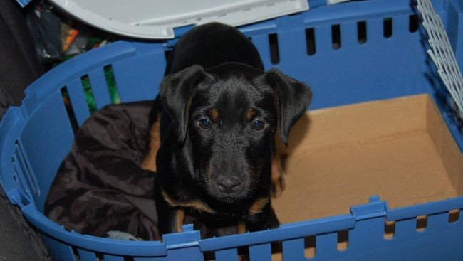 Szczeniak zarekwirowany na granicy