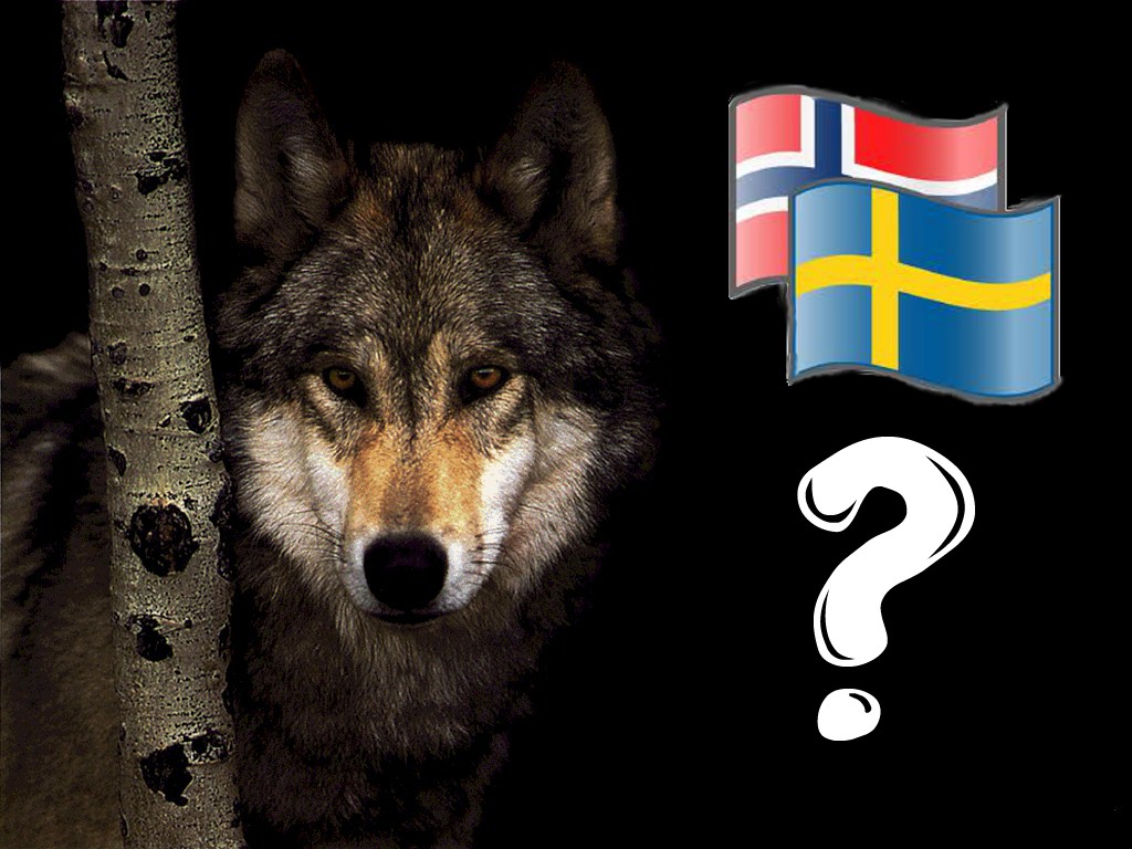 Szwed Norwegowi wilkiem