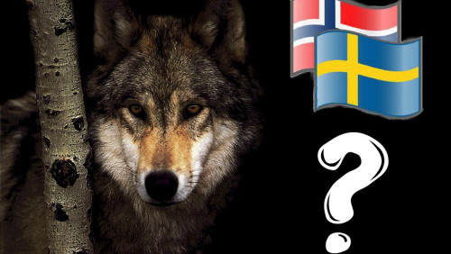 Szwed Norwegowi wilkiem