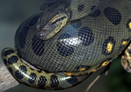 Polska emerytka znalazła węża dusiciela w toalecie