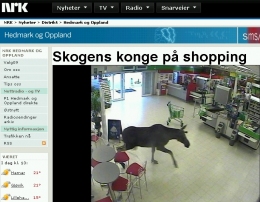 Łoś na zakupach w centrum handlowym 