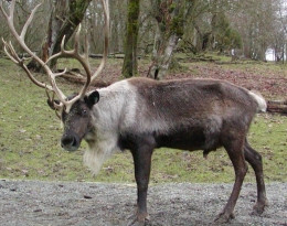 W Oslo nie można dostać mięsa renifera