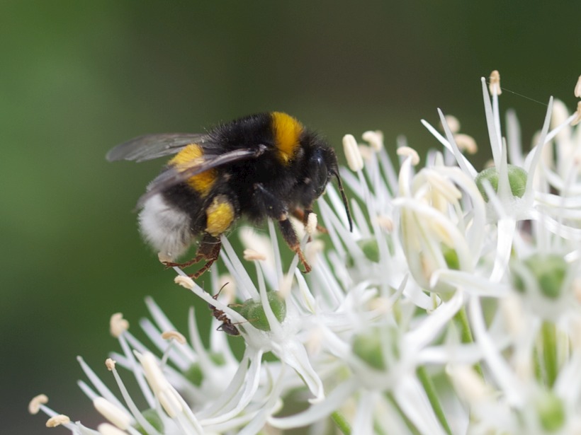 Ratujmy trzmiele i pszczoły!