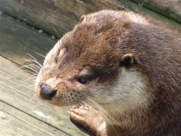 wtorek_slodka_wydra.jpg