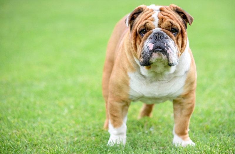 Buldog angielski jest obciążony ponad 40 chorobami genetycznymi, a prawie wszystkie psy tej rasy mają różny stopień dysplazji stawów biodrowych, podkreśla Dyrebeskyttelsen. /zdjęcie ilustracyjne