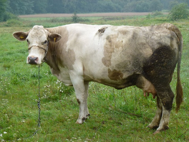 krowa
