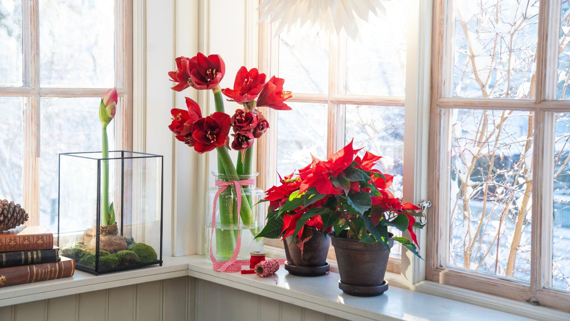 Gwiazda Betlejemska po raz szósty z rzędu utrzymuje pozycję najpopularniejszego kwiatu bożonarodzeniowego w Norwegii.