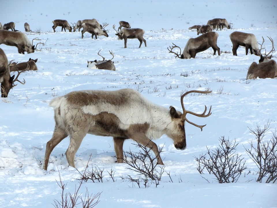Los cambios en las condiciones del hielo pueden afectar las rutas migratorias de los rebaños.