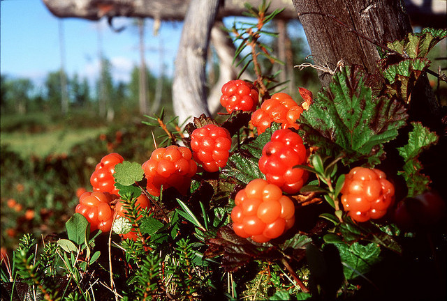 Maliny moroszki odgrywają ważną rolę w lokalnych tradycjach deserowych.