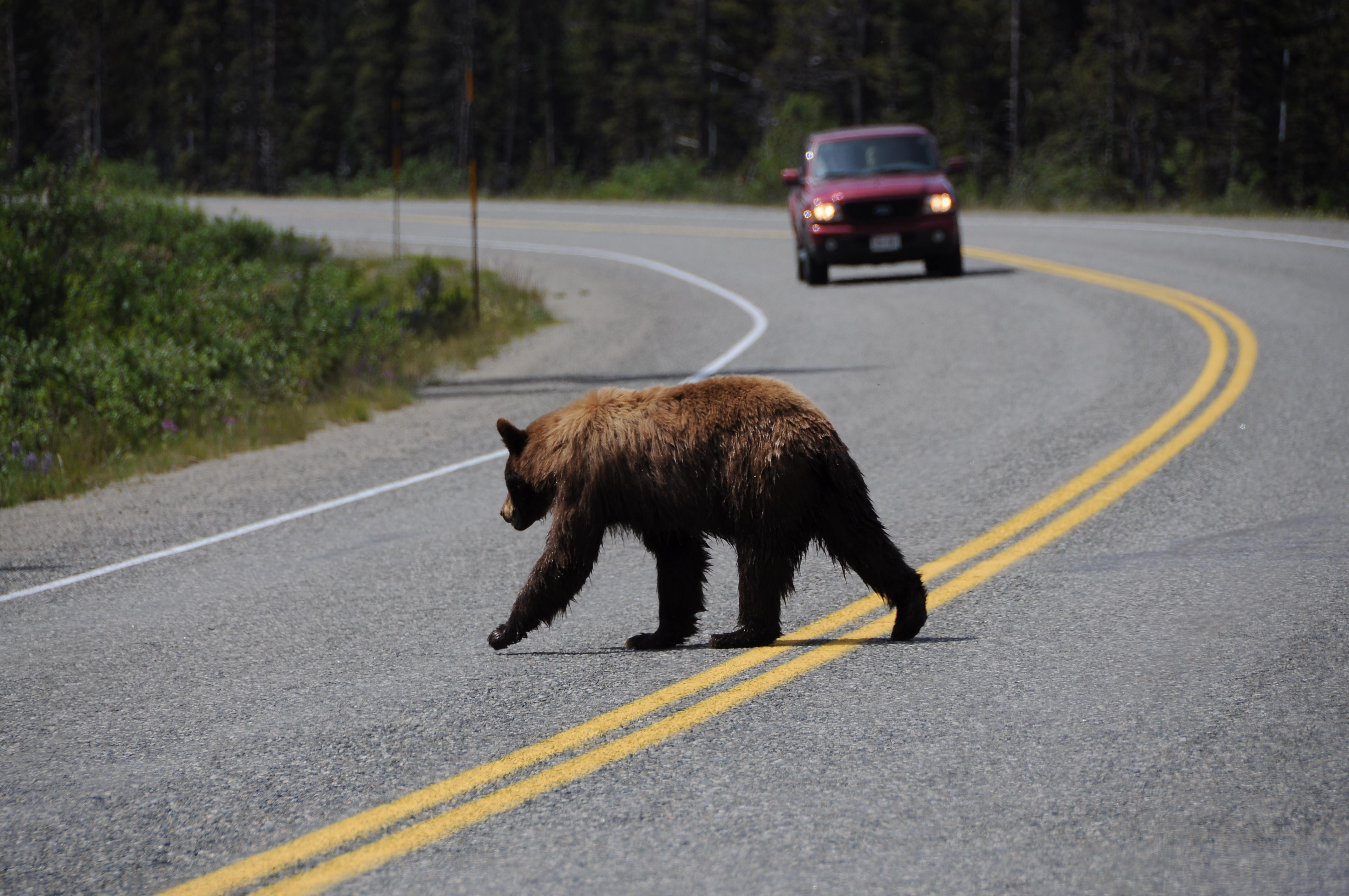 Zmiany klimatyczne mogą oddziaływać na ich siedliska.
