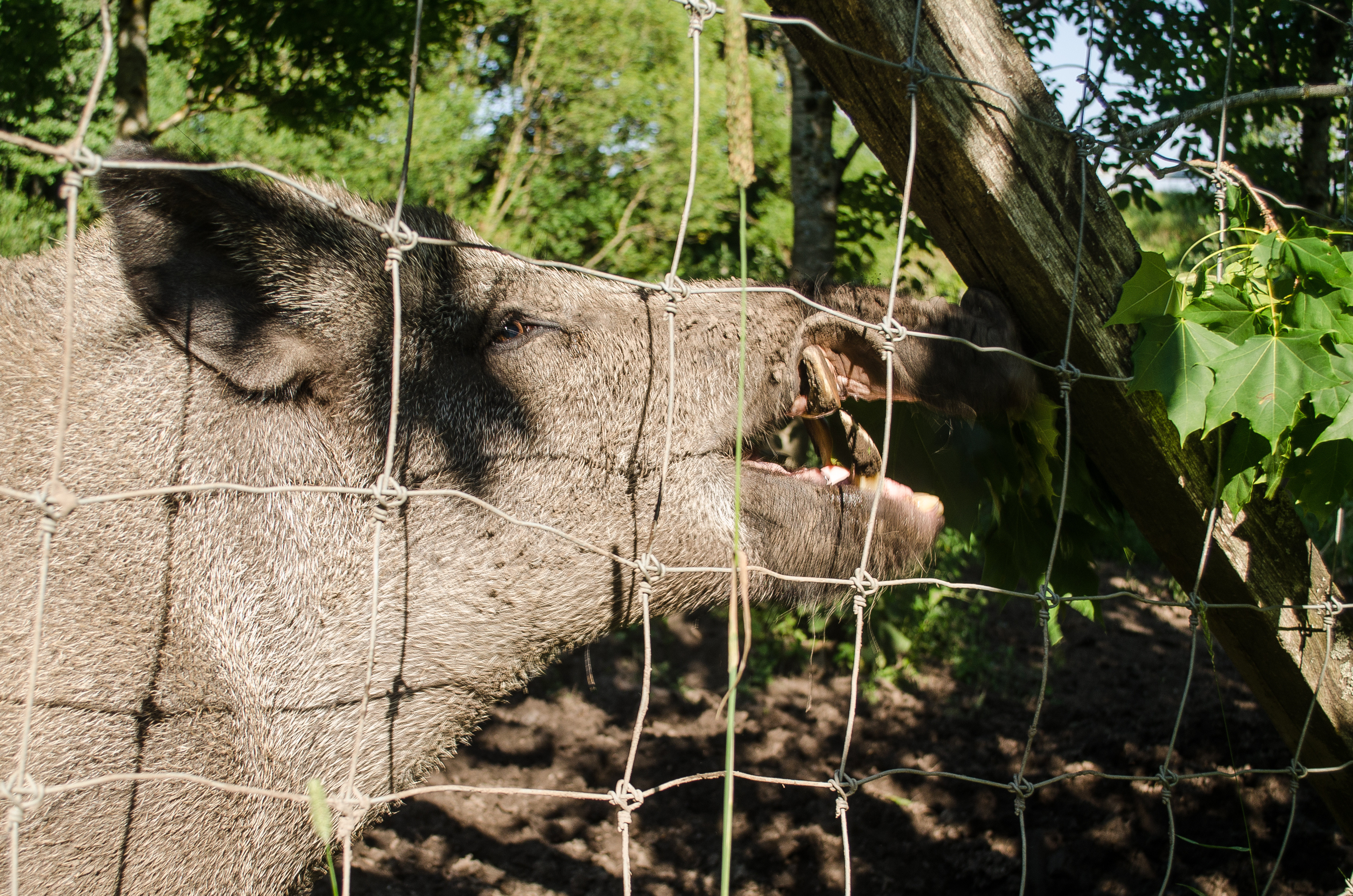 The largest number of wild boars live in the Østfold region.