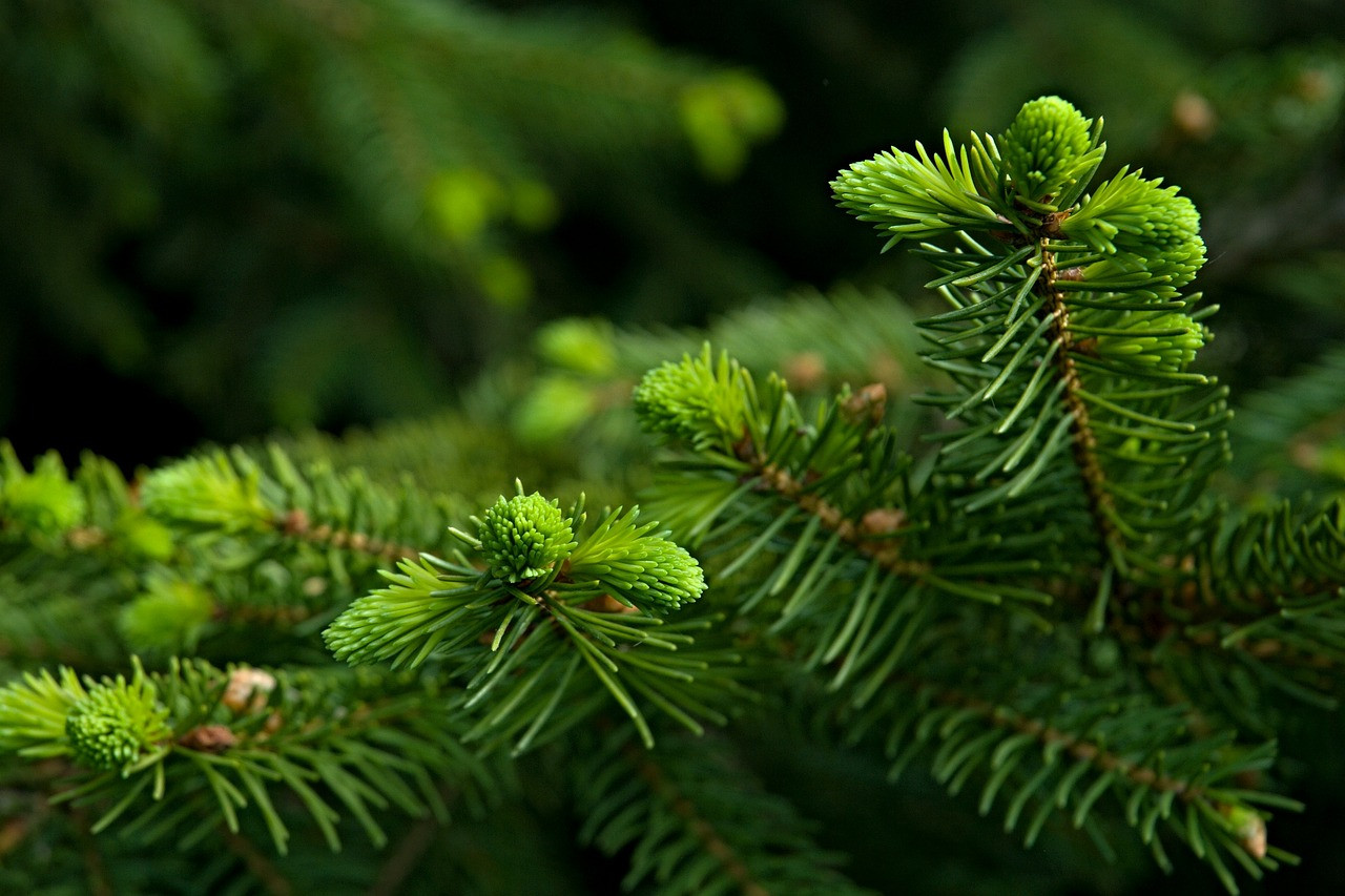 The import of cheap trees further weakens Norwegian production.