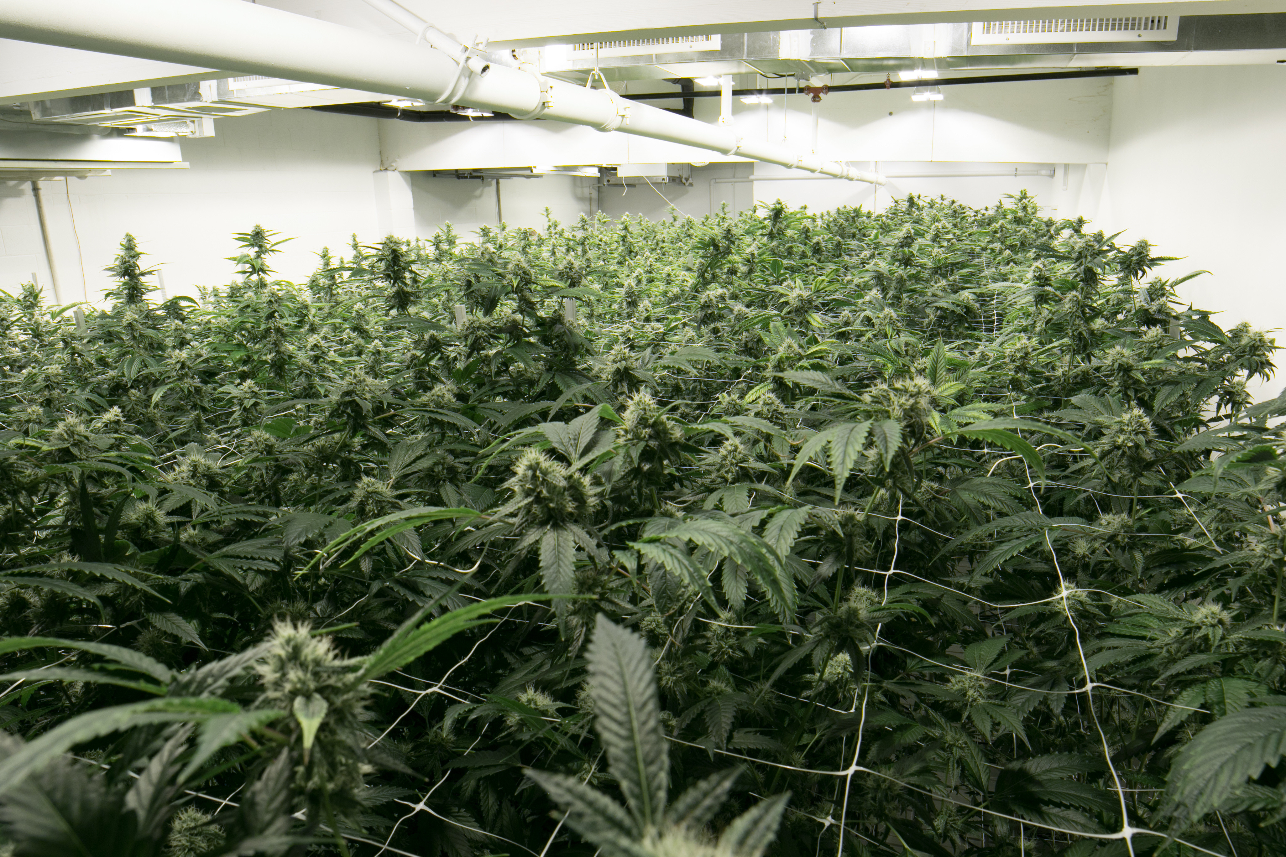 Drug production and trafficking are common activities among foreign criminals in Norway.