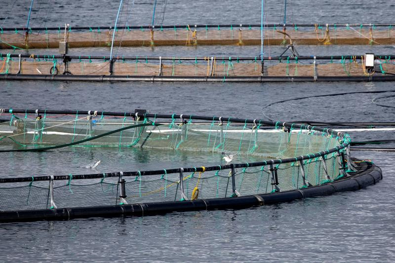 Salmon mortality in farms is three times higher than the permitted level.